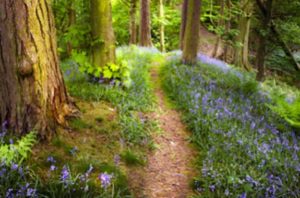 Navigating Grief Through Writing @ Langley | Washington | United States